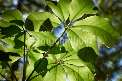Five Finger leaves in the sunshine with backlight (Pseudopanax arboreus)