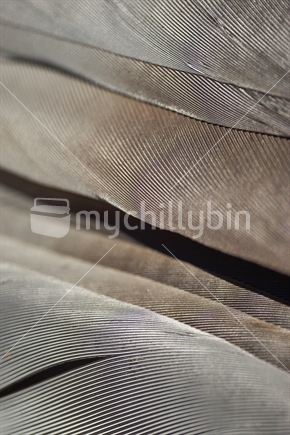 New Zealand Wood Pigeon or Kereru feathers - macro closeup of plumage