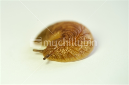 Closeup of a native leaf-veined slug (from the Athoracophoridae family, also 'Putoko ropiropi') curled up on white background