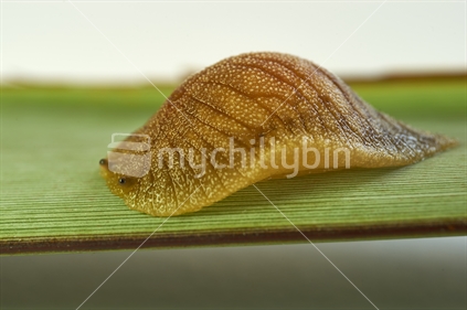 Closeup of a native leaf-veined slug (from the Athoracophoridae family, also 'Putoko ropiropi') on a flax leaf