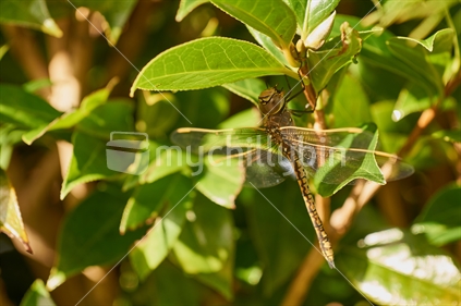 Baron dragonfly (Hemianax papuensis)