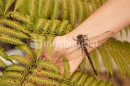 New Zealand bush giant dragonfly (Uropetala carovei or Kapokapowai), resting on a hand