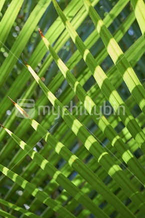 Closeup of Nikau palm leaves crossed over each other