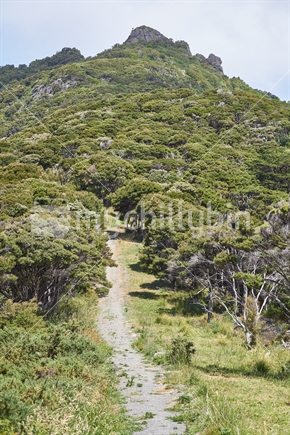 Walking track into the coastal Manuka Bush Reserve towards Bream Head summit, Whangarei Heads, Northland