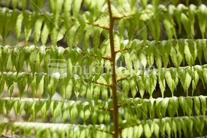 Black New Zealand tree fern (Mamaku) - young fresh leaves from below