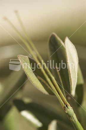 Macro closeup of a stick insect's head and feelers (most probably a common green Clitarchus hookeri female - Phasmatidae family, endemic to New Zealand) - Northland