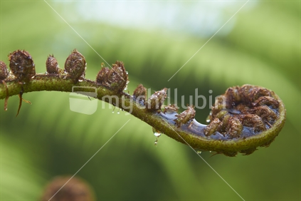 Closeup of a wet young tree fern leaf, an unfolding koru 