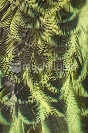 Closeup of Kahu (harrier) feathers 