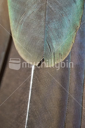 Closeup of Kereru (New Zealand pigeon, wood pigeon) feathers 