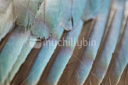 Closeup of Kotare (New Zealand kingfisher) feathers 