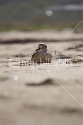 New Zealand dotterel resting on the sand