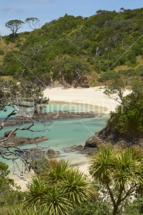 Matapouri Bay with white sand and cabbage trees in summer