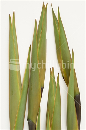 Flax flower pods isolated on white background - New Zealand flax (Phormium)