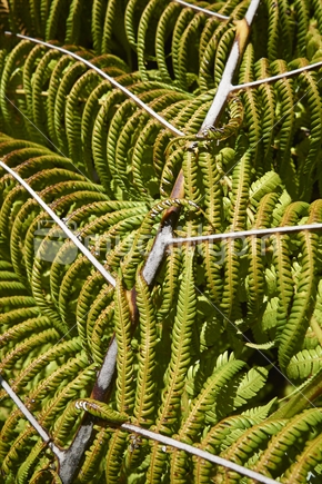Closeup of the old weathered fronds of a Ponga, or Silver fern