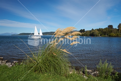 Lake Taupo at the Waikato River mouth - Toe toe grass and a sail yacht