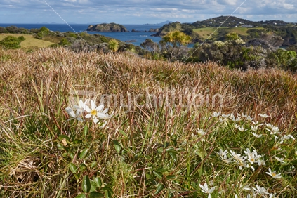 New Zealand Clematis flowering on the Tutukaka Coast - Clematis paniculata (Puawhananga)