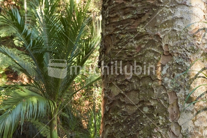 Detail of a kauri (Agathis australis) trunk with native nikau palm behind - Parihaka Scenic Reserve, Whangarei, Northland