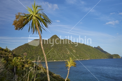 Sunset view of Smugglers Bay and Mount Lion through the branches of a cabbage tree - a glimpse of 'Polynesia' on this Pacific coastline - Bream Head Scenic Reserve, Whangarei, Northland, New Zealand