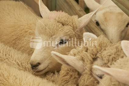 Detail of New Zealand sheep in a pen before shearing