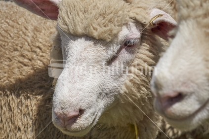 Detail of New Zealand sheep in a pen before shearing