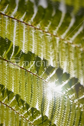 Macro closeup of backlit black tree fern (mamaku) leaves