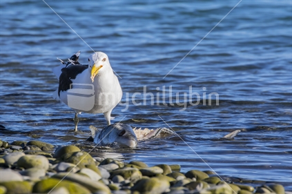 Seagull devouring discarded kahawai
