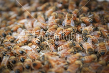 Inside a hive of Southland Honey Bees (motion blur)