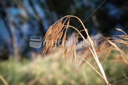 Barley Grass, Central Otago