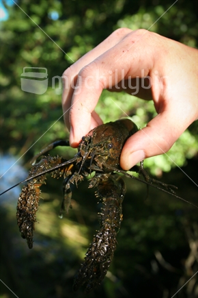 Sweet Koura, Fresh Water Crayfish, Central Otago