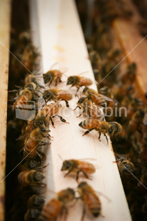 Inside a hive of Southland Honey Bees 