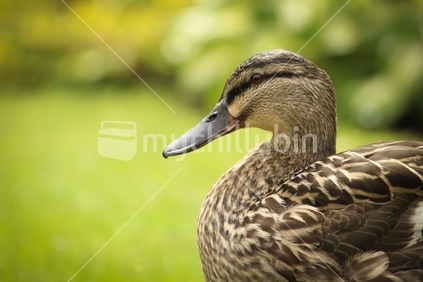 Close up side profile of a brown duck,  with blurred green background.