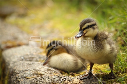 Pair of downy-feathered ducklings on a stone wall, Queens Park, Invercargill
