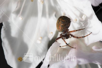 Close up of Orb Web Spider in a flower (see also #105676_2)