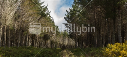 North Island pruned plantation pine trees. 