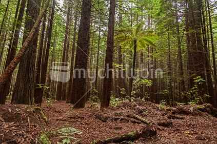 Redwood Forest, Rotorua