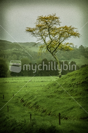 A lone Tree in the field