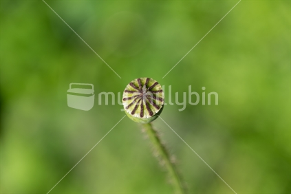 Poppy seed head macro - contains significant levels of opiates.