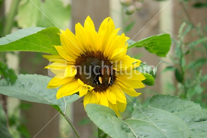 Sunflower with red admiral butterfly