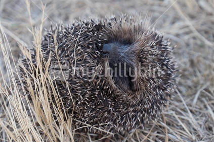 Rolled up hedgehog