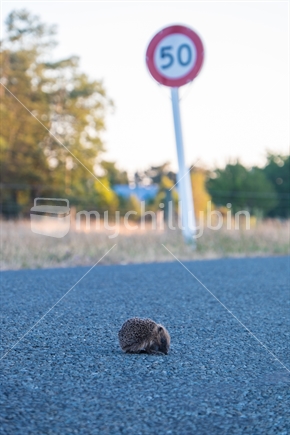 Hedgehog crossing the road with speed sign in the background