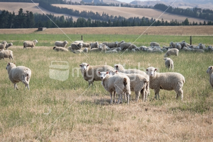 Sheep in Canterbury