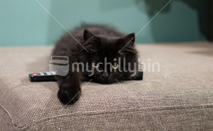 Kitten on a remote