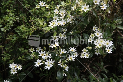 New Zealand native clematis seen flowering on the West Coast.