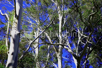 Eucalyptus trees growing on the hill above Kaiteriteri.