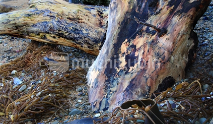 Old tree trunks, probably eucalyptus, look as though they have been painted by nature.