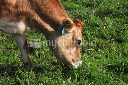 A golden coloured dairy cow feeds on lush pasture in South Canterbury.