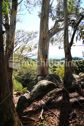Three gum (eucalyptus) trees.