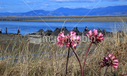 Pink Flowers (nerines) by the roadside at Motueka Port, with people fishing in the bachground.