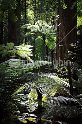 Tree Ferns in the Redwood Forest near Rotoua.