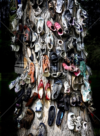 This shoe tree lives in Temuka in mid canterbury, and the collection of discarded shoes keeps growing.